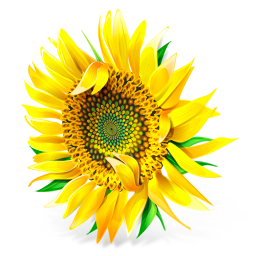 Order Flowers